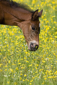 Pferd