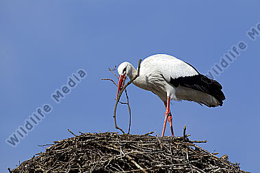 Klappernder Weißstorch