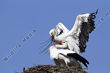 Klappernder Weißstorch