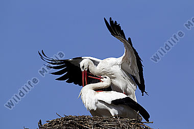 Klappernder Weißstorch