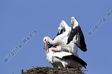 Klappernder Weißstorch