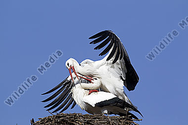 Klappernder Weißstorch