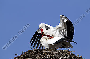 Klappernder Weißstorch