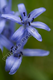 Zweiblättriger Blaustern