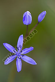 Zweiblättriger Blaustern