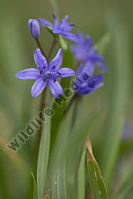 Zweiblättriger Blaustern