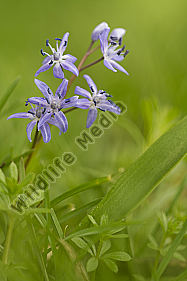 Zweiblättriger Blaustern