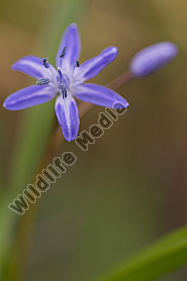 Zweiblättriger Blaustern
