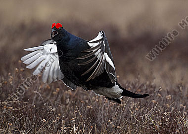 Birkhahnbalz