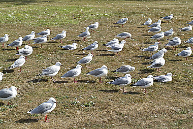 Zoologie -Vögel