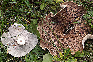 Pilze