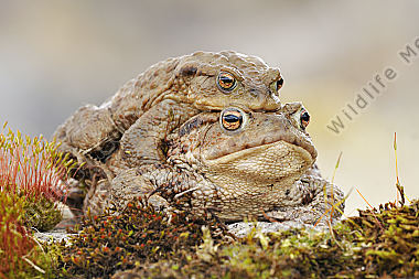 Erdkröte bufo