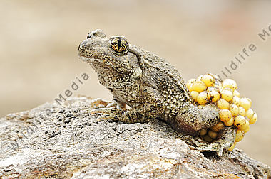 Geburtshelferkröte Alytes sp.