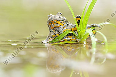 Gelbbauchunke Bombina variegata
