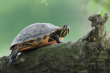 Gelbwangen-Schmuckschildkröte Trachemys scripta