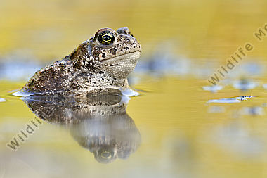 Kreuzkröte Bufo calamita