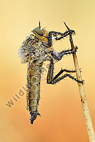 Barbarossafliege Eutolmus rufibaris