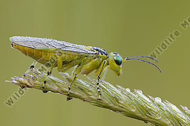 Blattwespe Tenthredo sp.