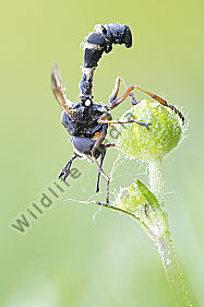Dickkopffliege Physocephala rufipes