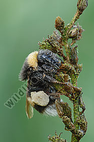 Dunkle-Erdhummel-Bombrus-terrestris