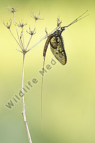 Eintagsfliege Ephemeroptera
