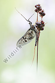 Eintagsfliege Ephemeroptera