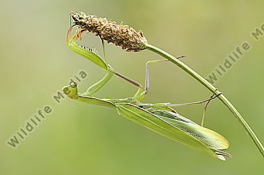 Europäische Gottesanbeterin Mantis religiosa