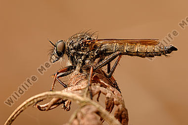 Gemeine-Raubfliege-Tolmerus-atricapillus