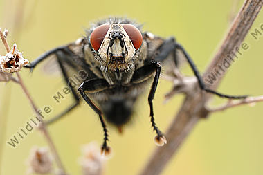 Graue-Fleischfliege-Sarcophaga-carnaria