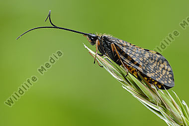Köcherfliege Phryganea bipunctata