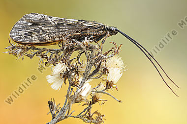 Köcherfliege Phryganea bipunctata