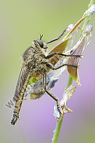 Schlichte Raubfliege Machimus rusticus