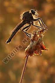 Schlichte Raubfliege Machimus rusticus