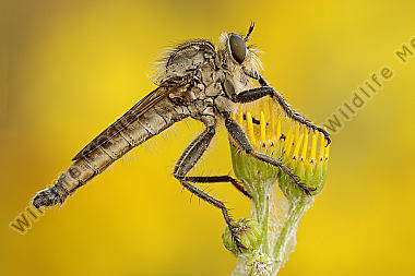 Schlichte Raubfliege Machimus rusticus