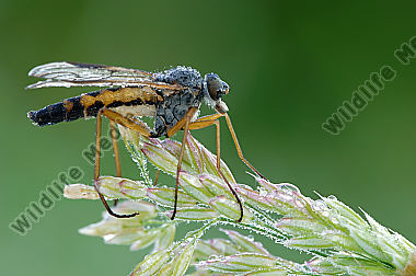 Schnepfenfliege-Rhagio-scolopaceus