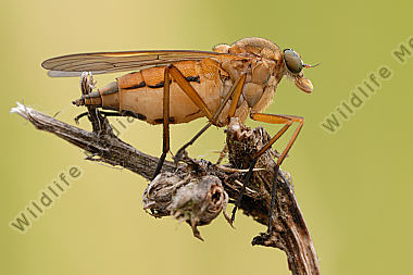 Schnepfenfliege-Rhagio-scolopaceus