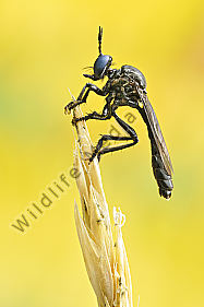 Schwarze Habichtsfliege Dioctria atricapilla