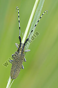 Distelbock Agapanthia villosoviridescens