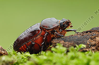Nashornkäfer-Oryctes-nasicornis