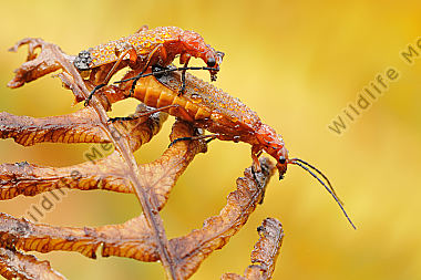 Roter Weichkäfer Rhagonycha fulva