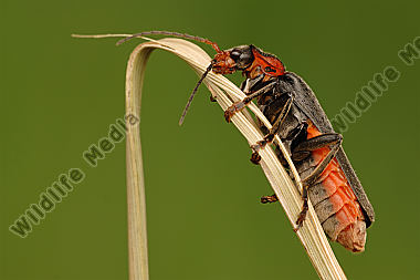 Soldatenkäfer Cantharis fusca