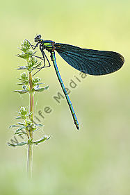 Blauflügel Prachtlibelle Calopteryx virgo
