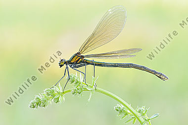 Blauflügel Prachtlibelle Calopteryx virgo