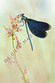 Blauflügel Prachtlibelle Calopteryx virgo