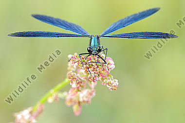 Blauflügel Prachtlibelle Calopteryx virgo
