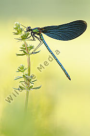 Blauflügel Prachtlibelle Calopteryx virgo