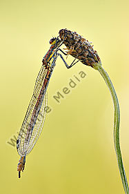 Frühe Adonisjungfer Pyrrhosoma nymphula