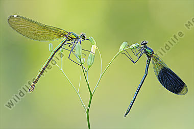 Gebaenderte Prachtlibelle Calopteryx splendens