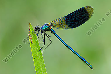 Gebaenderte Prachtlibelle Calopteryx splendens