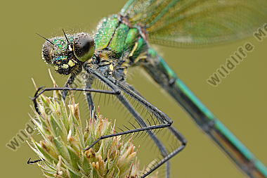 Gebaenderte Prachtlibelle Calopteryx splendens